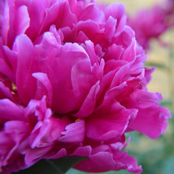 up close of double magenta karl rosenfield flower
