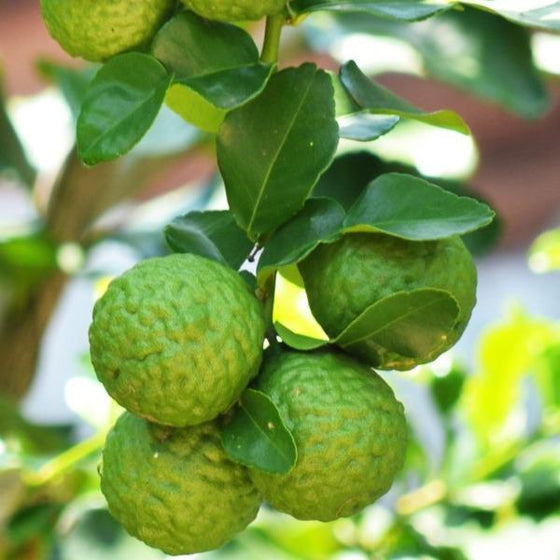 kaffir lime tree fruit on branch with wrinkled green rinds