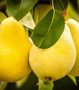 Kieffer Pear Tree