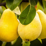 Kieffer Pears ripening on the tree