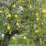 A Kieffer Tree Tree in the Orchard