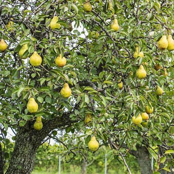 A Kieffer Tree Tree in the Orchard