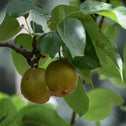 asain pear kikusui fruit