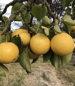 Kikusui Pear Tree