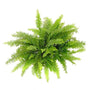 Looking Down on the foliage of Kimberly Queen Fern House Plant