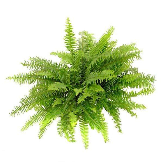 Looking Down on the foliage of Kimberly Queen Fern House Plant