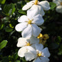 close up blooms on the kleims hardy gardenia
