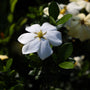 close view of hardy gardenia