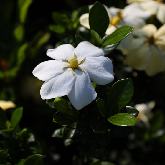 close view of hardy gardenia