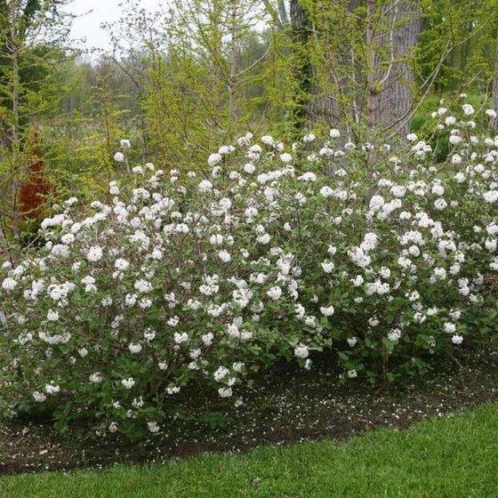 Viburnum Korean Spice Bush as a Foundation Planting on a Landscape