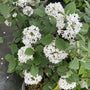 Pink and White Flowers of Viburnum Carlesii Korean Spice Bush