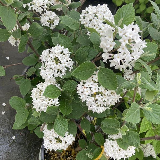 Pink and White Flowers of Viburnum Carlesii Korean Spice Bush