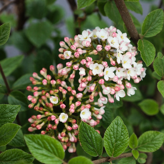 close up view of korean spice viburnum blooms in early spring