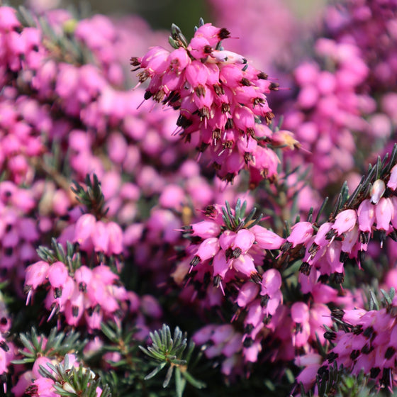 deep pink blooms on kramers red heather plant