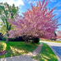 pink kwanzan japanese cherry blossom tree in full bloom