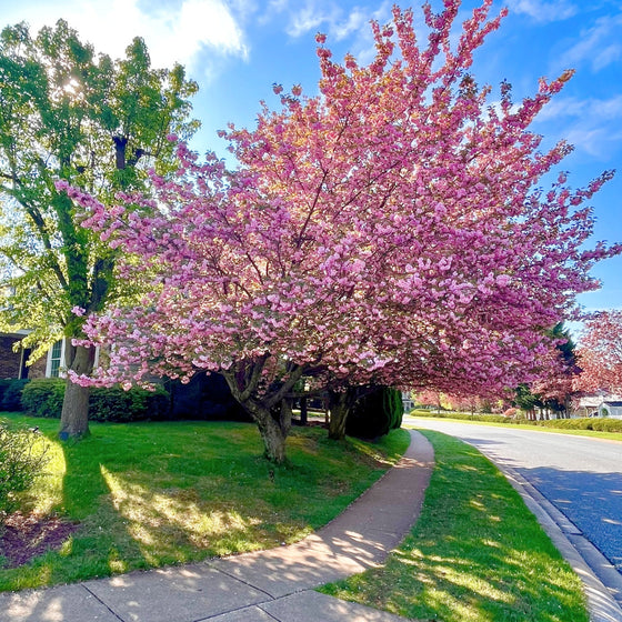 pink kwanzan japanese cherry blossom tree in full bloom