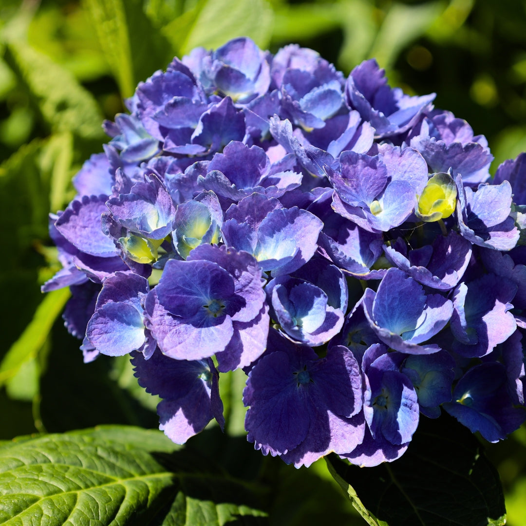 L.A. Dreamin'® Hydrangea for Sale | Multi-Color Reblooming Blooms