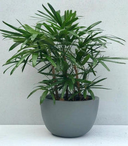 Lady Palm