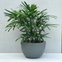 Lady palms classic palm tree look adding a tropical feel to a light colored room