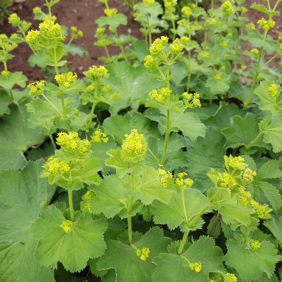 the alchamilla mollis looks great in a sunny mixed garden