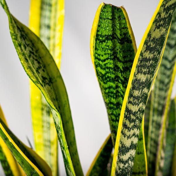 snake plant yellow spots Buy Snake Plant Online - Sansevieria trifasciata 'Laurentii'