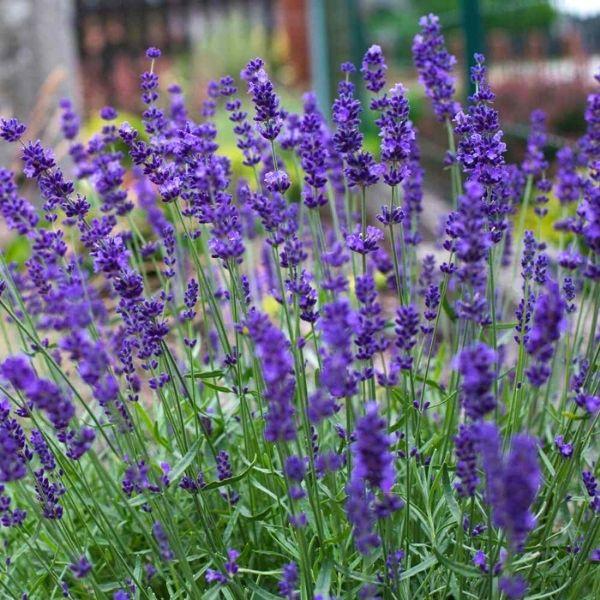 Lavender Big Time Blue