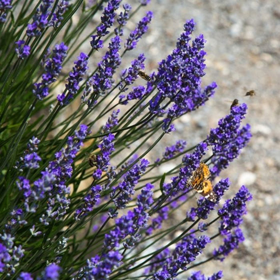 Butterflies on purple lavender grosso flowers