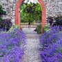 purple lavender munstead lining a rock walkway