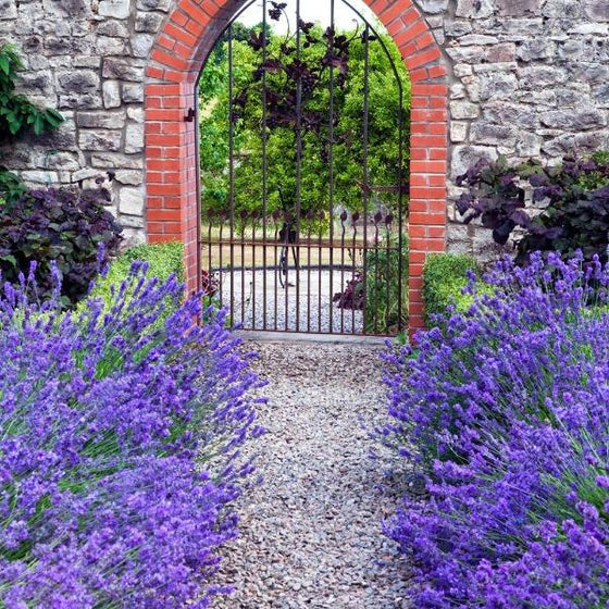 purple lavender munstead lining a rock walkway