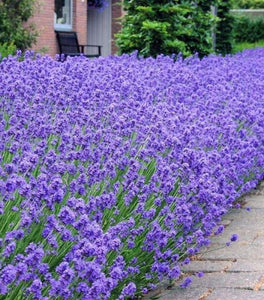 Lavender Munstead