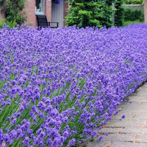 mass planting of Lavender Munsteads