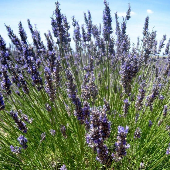 Provence French Lavender with purple flower spikes
