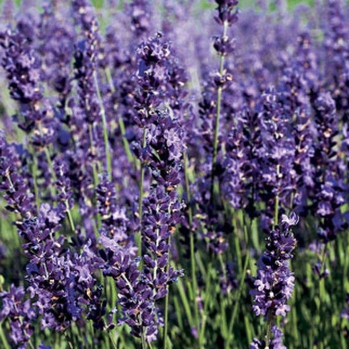 lavender provence plant care Provence Lavender