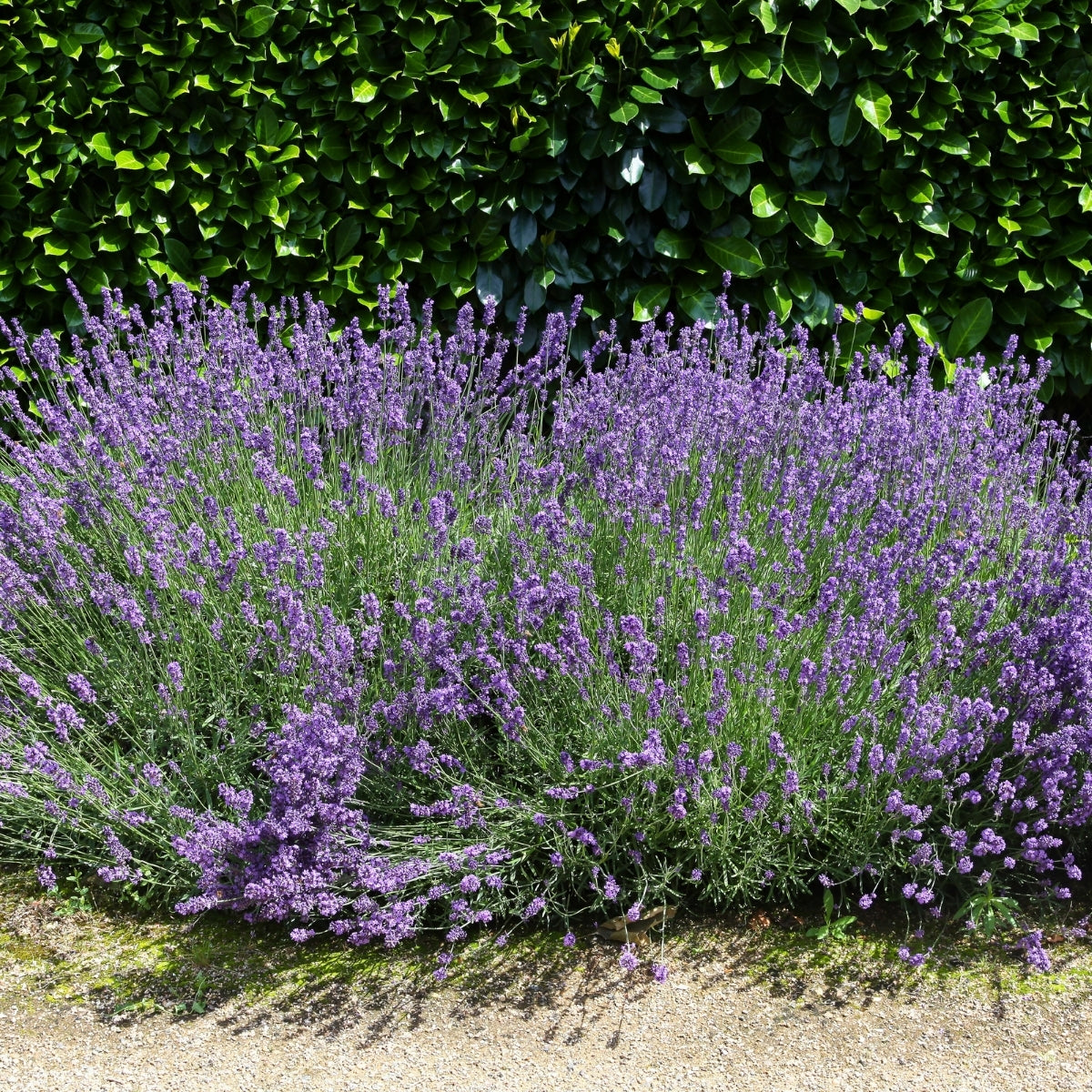 Buy Sensational Lavender Online | Garden Goods Direct