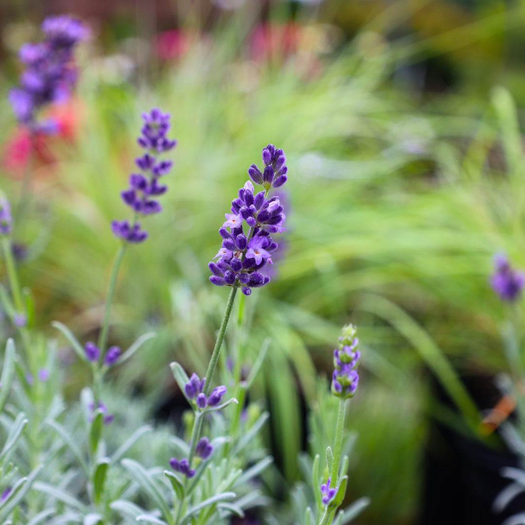 Lavender Superblue For Sale | Garden Goods Direct