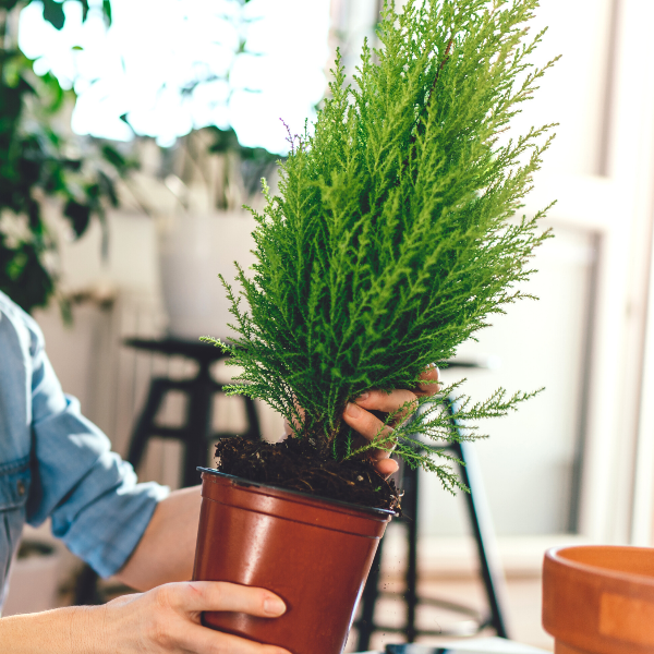cypress tree indoor plant Buy Lemon Cypress Trees Online