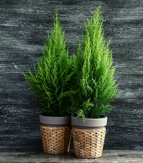 Lemon Cypress Tree