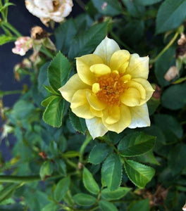 Lemon Drift® Rose