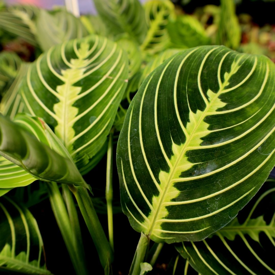 Lemon Lime Prayer Plant