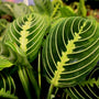 Lemon Lime Maranta