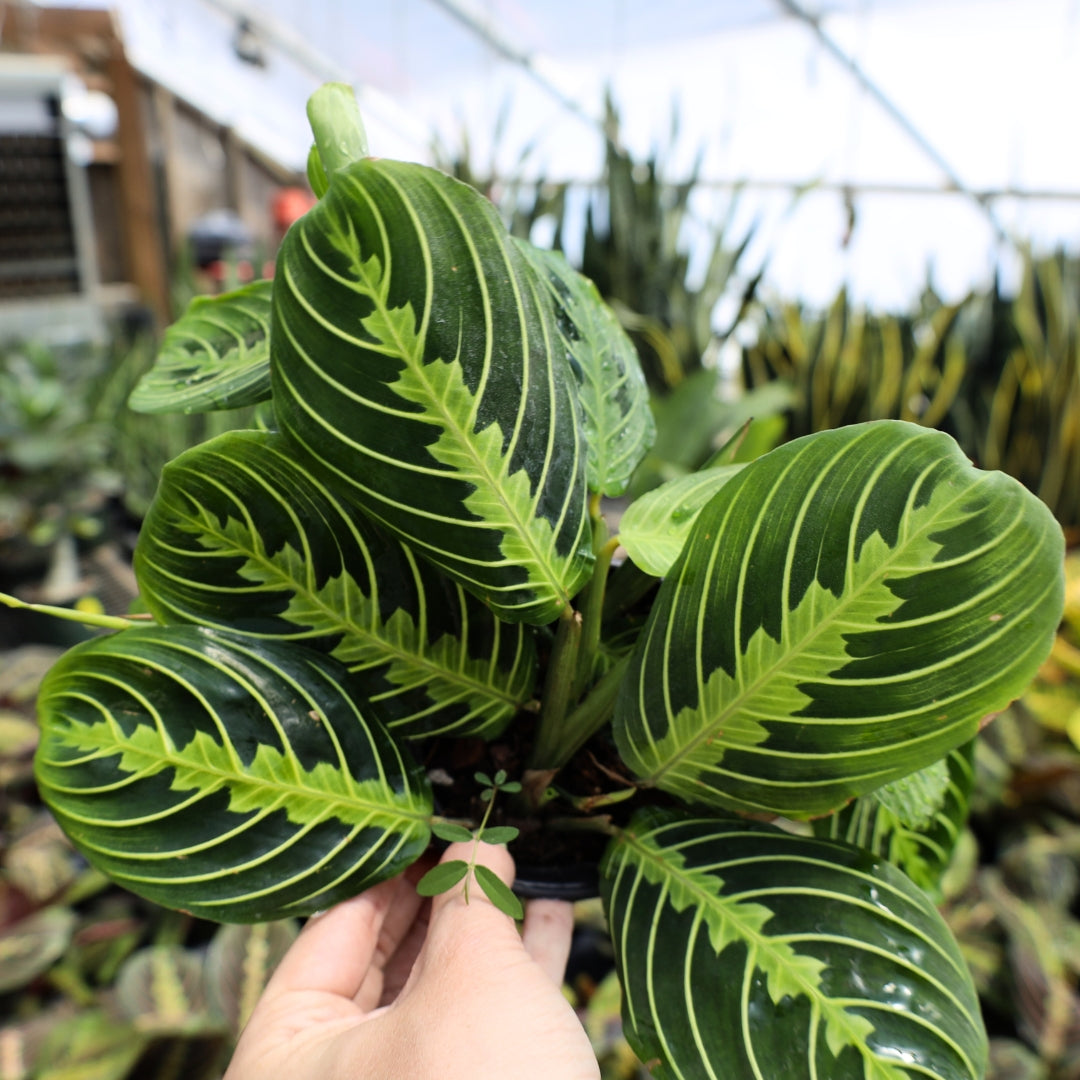 Lemon Lime Prayer Plant