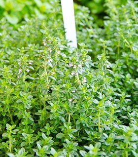 Lemon Thyme