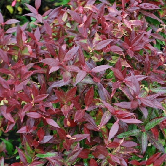 Classic soild green on the evergreen foilages in the leucothoe scarletta