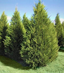 Leyland Cypress
