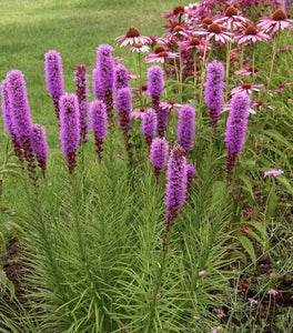 Liatris Kobold