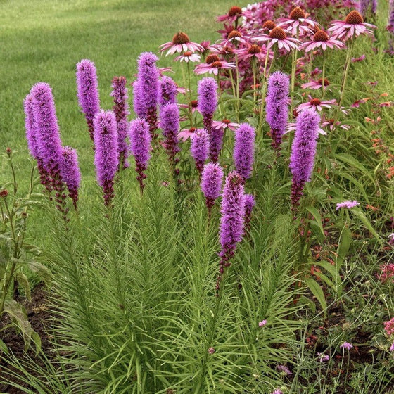 The spiky leaves and feather like blooms of the Kobold Liatris