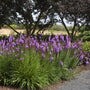 purple flowering Blazing Star Kobold used in landscape