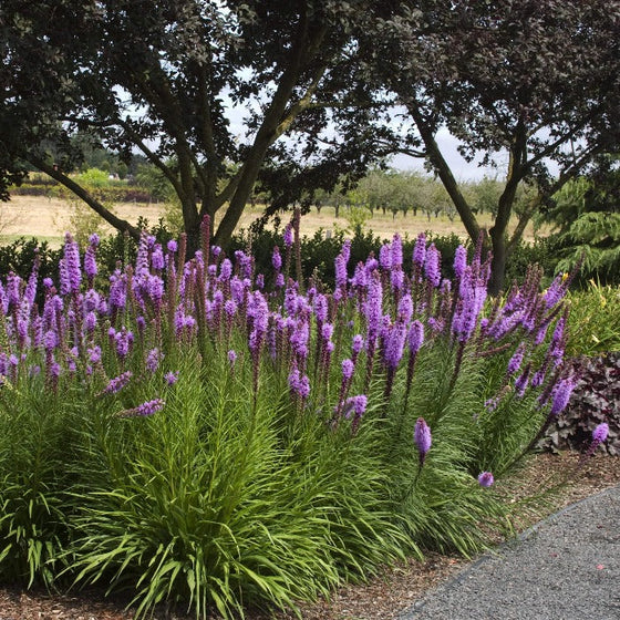 purple flowering Blazing Star Kobold used in landscape