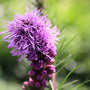 purple summer blooming perennials