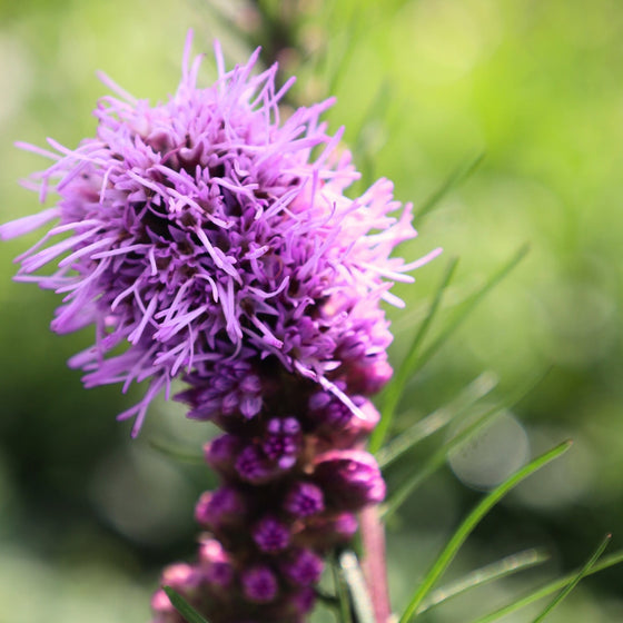 purple summer blooming perennials